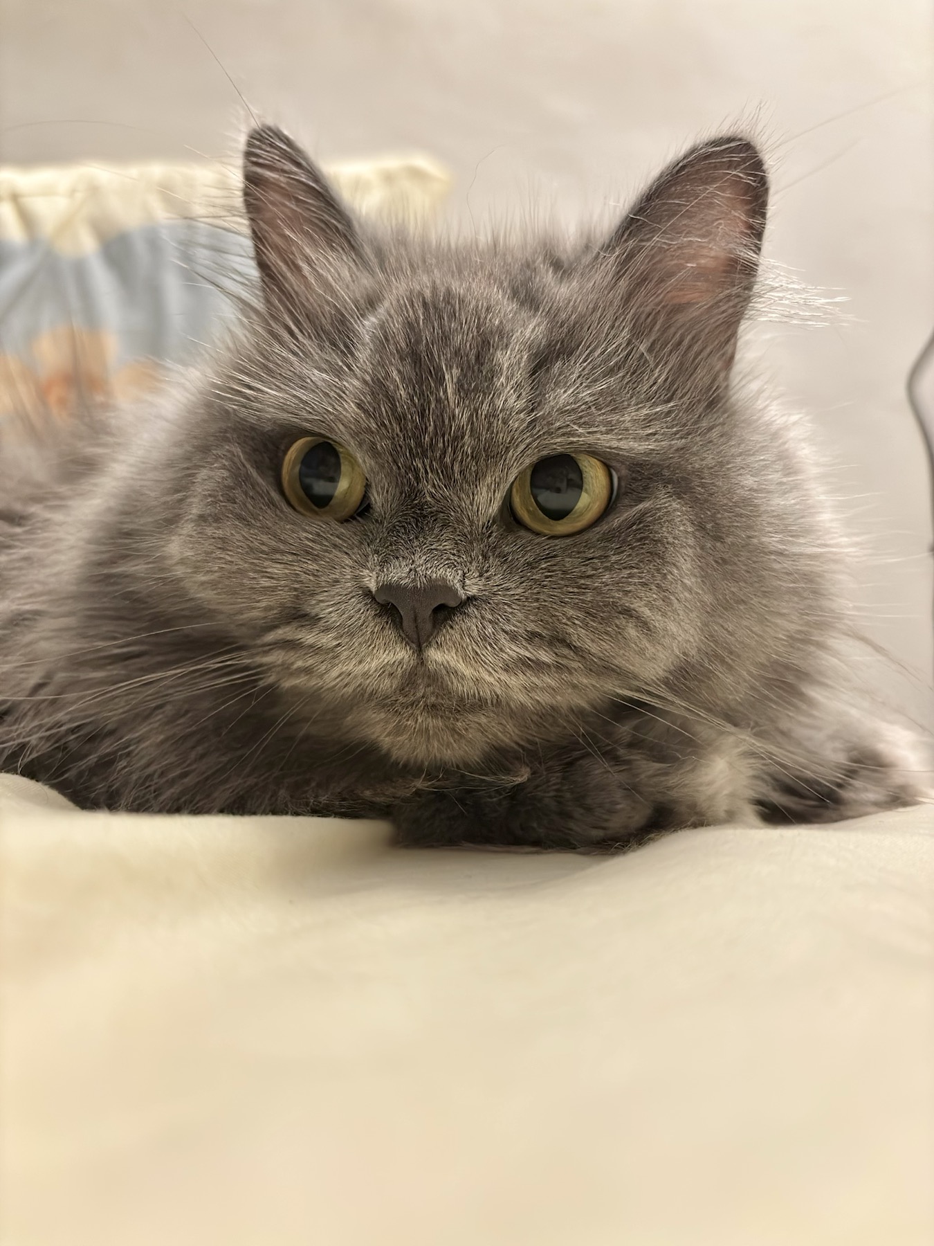 Anthony’s gray cat and desk-side coworker